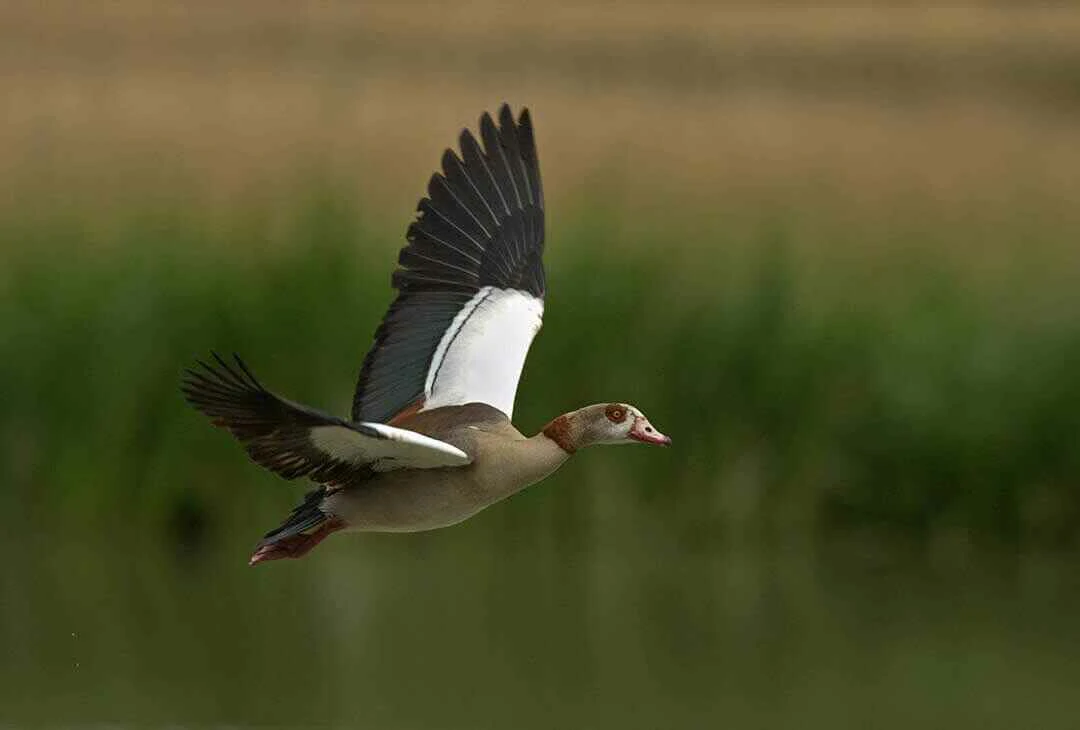 Egyptian Goose Flying